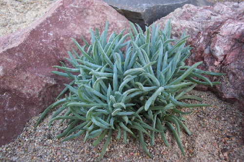senecio kilimanjaro